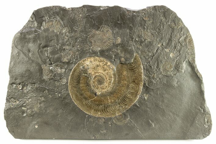 Jurassic Ammonite (Harpoceras) Fossil - Posidonia Shale, Germany #264536